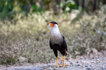 Crested caracara, (Caracara plancus), bird of prey sitting on tree trunk, Puntarenas Costa Rica wildlife