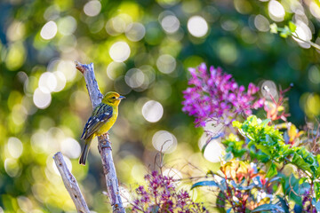 Small bird Flame-colored Tanager (Piranga bidentata), yellow female on a branch in San Gerardo de Dota, Wildlife and birdwatching in Costa Rica. - obrazy, fototapety, plakaty