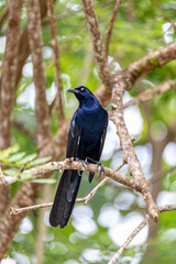 Great-tailed grackle or Mexican grackle (Quiscalus mexicanus) is a medium-sized, highly social passerine bird. Manuel Antonio National Park, Quepos , Costa Rica