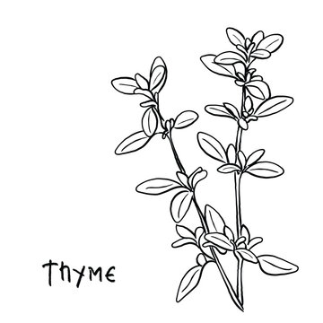 Hand drawn line art vector of thyme