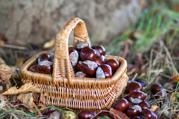 basket full of chestnuts