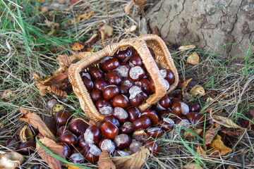 basket full of chestnuts