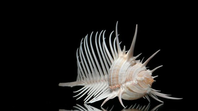 Venus Comb Murex shell (Murex pecten) rotating slowly against a black background.