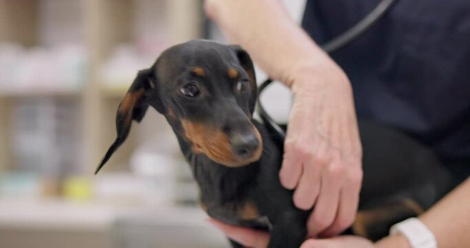 Hands, dog and stethoscope for listening with a pet at the vet for a medical checkup or treatment. Doctor, healthcare and a veterinarian working in an animal clinic to care for a dachshund puppy