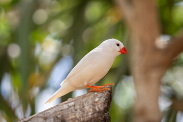Australian Zebra Finch or chestnut-eared finch (Taeniopygia castanotis)on a twig. Wallpaper. Selective focus.