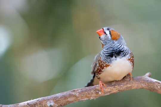 Australian Zebra Finch or chestnut-eared finch (Taeniopygia castanotis)on a twig. Wallpaper. Selective focus.