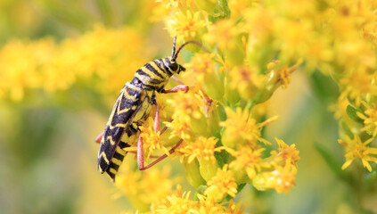Locust Borer early fall on golden rod flower