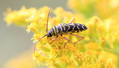 Locust Borer early fall on golden rod flower