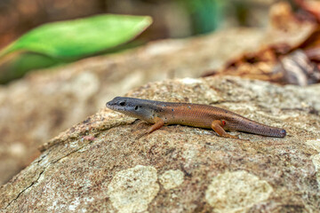 Zonosaurus tsingy is a endemic species of lizard in the family Gerrhosauridae. Animal without tail after predator attack. Tsingy De Bemaraha, Madagascar wildlife animal