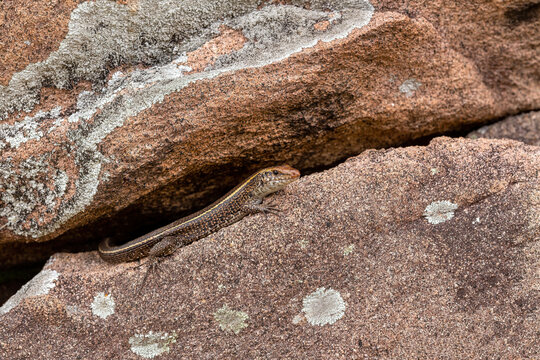 Madagascar girdled lizard or Madagascar plated lizard (Zonosaurus madagascariensis), endemic species of lizard in the family Gerrhosauridae. Ambalavao Andringitra National Park. Madagascar wildlife