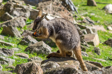 Yellow-footed Rock-wallaby eating in South Australia.