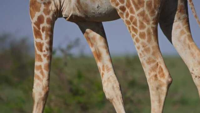 Tilt pan of a reticulated giraffe (Giraffa reticulata) walking across the savannah during the morning in Africa.