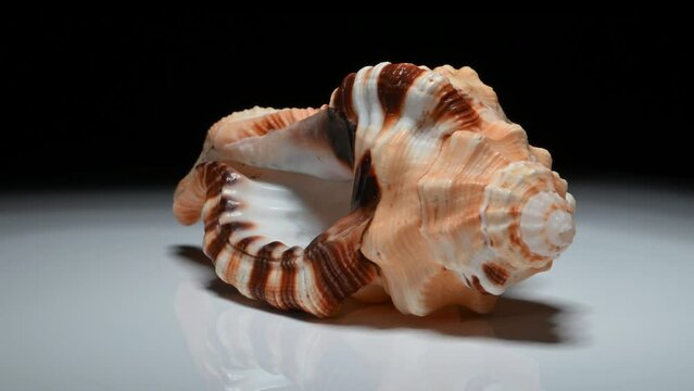 Large Spotted Triton / Yellow Triton shell (Lotoria grandimaculatum / Cymatium grandimaculatum) rotating slowly against a black background.