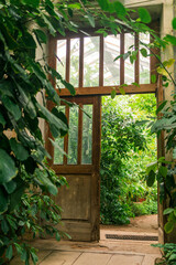interior of an old greenhouse with a collection of tropical plants