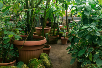 tropical plants in pots in a large vintage greenhouse