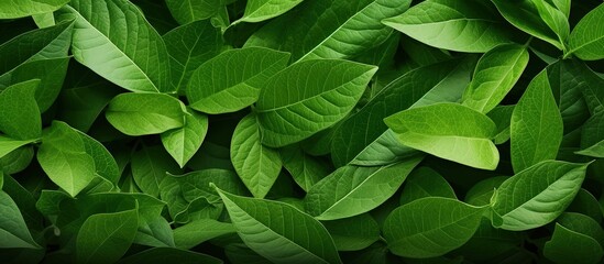Green foliage background with natural leaf pattern overlay