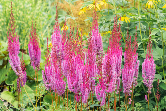 purple red astilbe flowers outdoor  on a blurred natural background