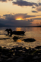 Lake and swimming ducks at sunset