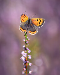 Small copper on blossoming heather