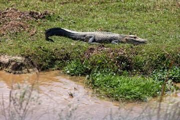 Caiman in the Bolivian lowlands between Guayaramerin and Trinidad, Beni department - Traveling and exploring nature and wildlife of South America