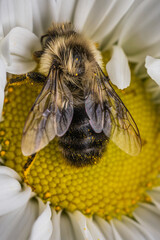 Macro of bee on flower