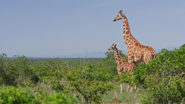 Long lens of a reticulated giraffe (Giraffa reticulata) and its calf standing near bushes during the morning in Africa.