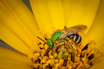 Sweat Bee on yellow flower