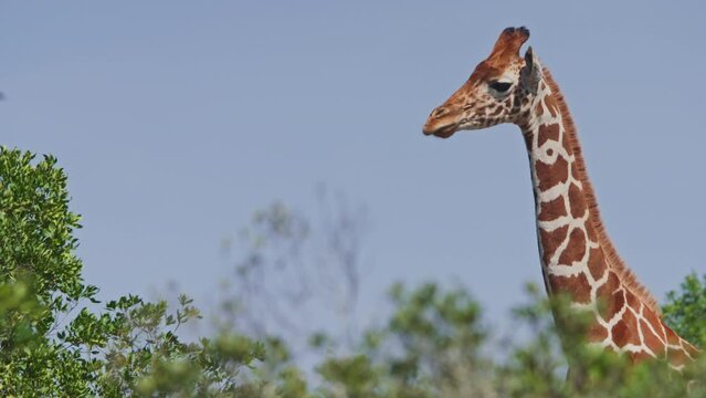 Long lens close up of a reticulated giraffe's (Giraffa reticulata) head looking directly at the camera then turning away during midday in Africa.