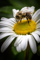 Bee on daisy