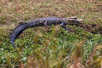Caiman in the Bolivian lowlands between Guayaramerin and Trinidad, Beni department - Traveling and exploring nature and wildlife of South America 