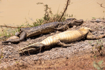 Dead caimen in the brutal sun of the Bolivian lowlands in dry season - Traveling and exploring South America 