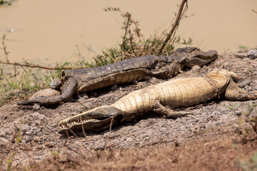 Dead caimen in the brutal sun of the Bolivian lowlands in dry season - Traveling and exploring South America 