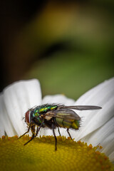 Fly on daisy