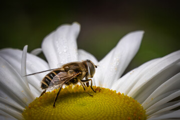 Bee on daisy