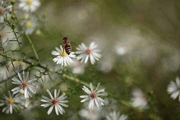 クジャクソウと蜂