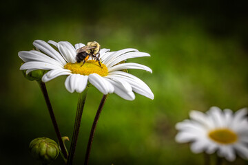 Obraz premium Bee on daisy