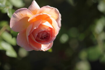 アブラハムダービーという名前のバラ