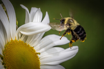 Bee on daisy