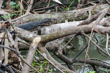 A wild water monitor lizard (Varanus salvator) was walking on a fallen log on the water.