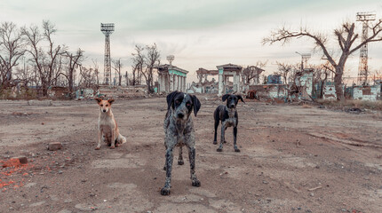 three stray mongrel dogs on the destroyed street of Mariupol