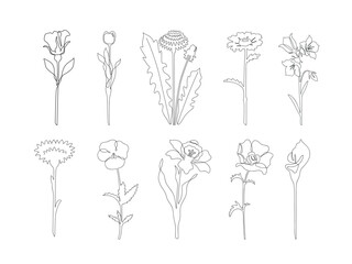 A set in which a rose, a tulip, a dandelion, a calla lily, a chamomile, a bell, a cornflower, a violet, a narcissus, a poppy with a black outline without abstract spots are drawn in the style of a lin
