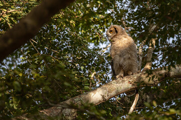Naklejka na ściany i meble Great horned owl. Juvenile (Bubo virginianus nacurutu) 