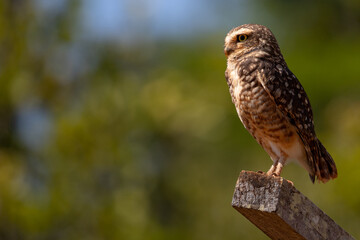 Burrowing Owl (Athene Cunicularia). Copy space