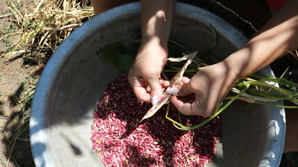 female hands clean red bean seeds from dry pods over a metal round basin in the garden in natural sunlight, manual processing of legume crops, harvesting ripened beans grown in the garden