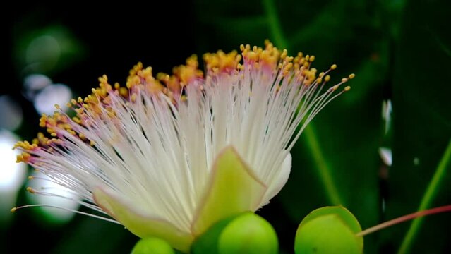 Albizia lebbeck, siris tree from mimosa family, common in India, Burma and Andaman Islands, East Indian walnut, plant of ayurveda and medicine