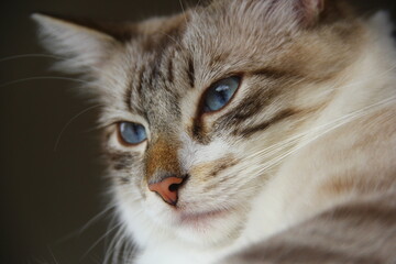 Chat portrait - Sibérien Neva Masquerade