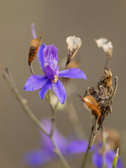 The flowers are typically deep blue to light purple, with the upper petals often white. Delphinium parryi blooms in the spring and summer, and is a popular ornamental plant.