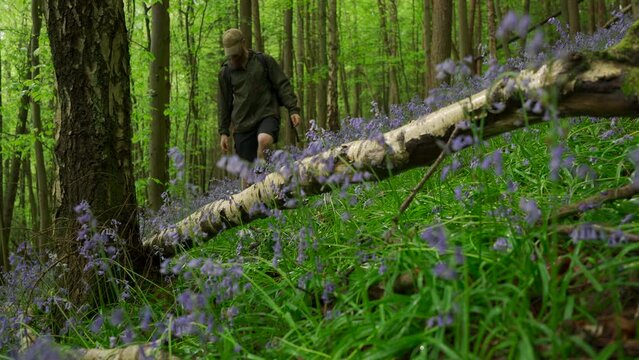 A man walking through a beautiful forest of bluebells and placing his bag down on a fallen ree 