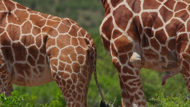 Close up tilt shot of two reticulated giraffe's (Giraffa reticulata) lower body with the male's penis out during midday in Africa.