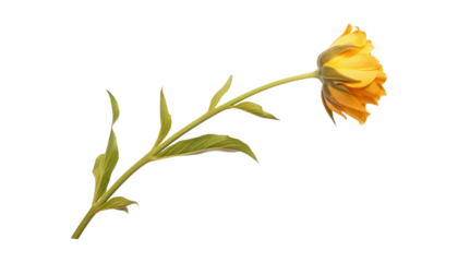 yellow rose isolated on transparent background cutout